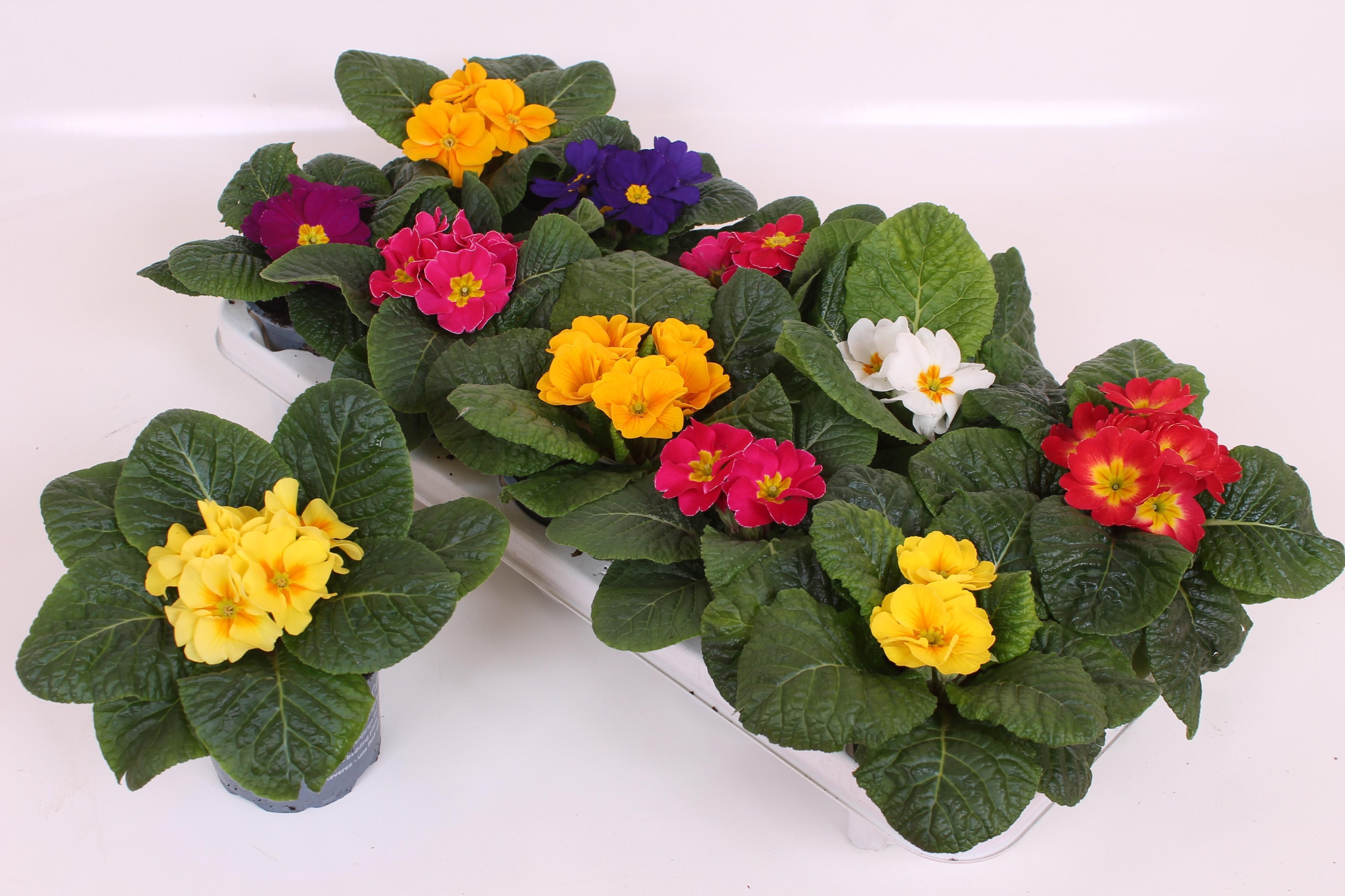 Горшечные цветы и растения оптом Prim Acaulis Gem P10.5 от 10шт из Голландии с доставкой по России