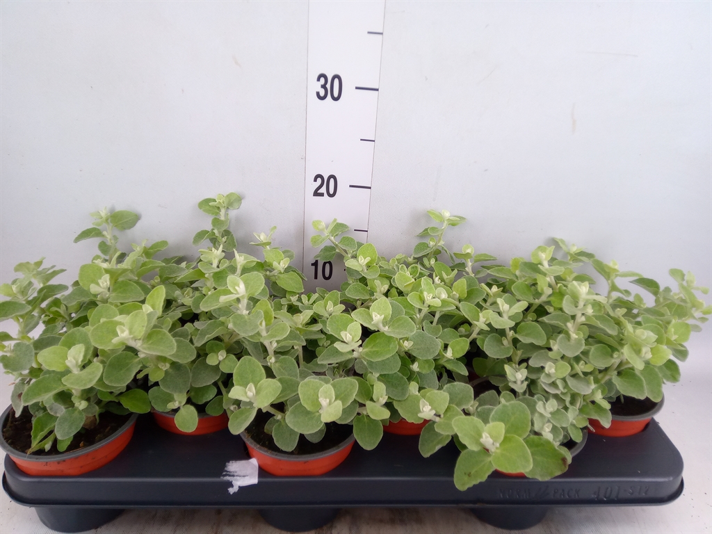 Горшечные цветы и растения оптом Helichrysum Petiolare от 12шт из Голландии с доставкой по России