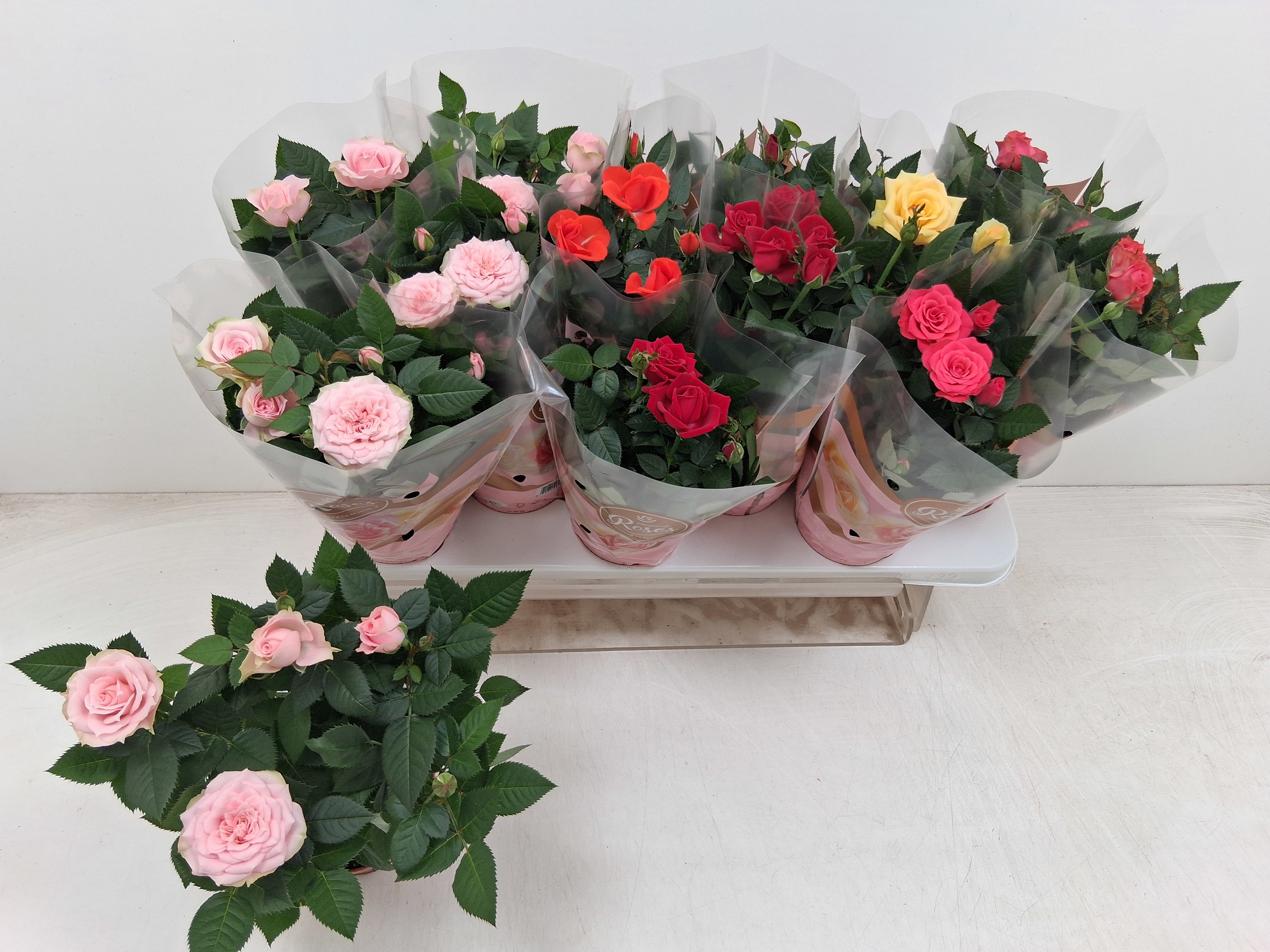 Горшечные цветы и растения оптом Ro Fav Ro Gem 6 Srt от 12шт из Голландии с доставкой по России