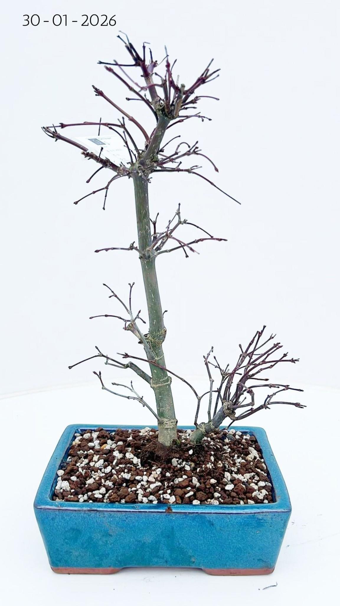 Горшечные цветы и растения оптом Acer Palmatum Deshojo, Pot 19 Cm. от 3шт из Голландии с доставкой по России