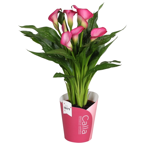 Горшечные цветы и растения оптом Zantedeschia Zazu Sohappycalla Pink 5+ от 8шт из Голландии с доставкой по России