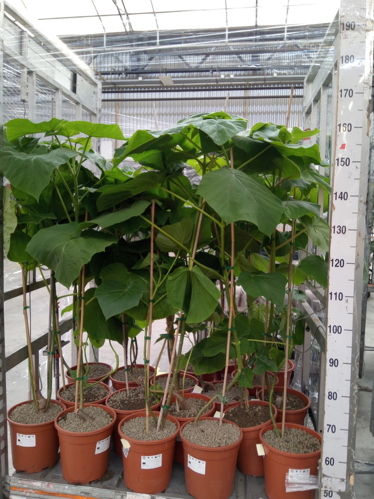Горшечные цветы и растения оптом Paulownia Tomentosa от 1шт из Голландии с доставкой по России