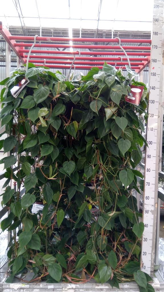 Горшечные цветы и растения оптом Philodendron Scand. от 1шт из Голландии с доставкой по России