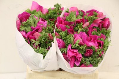 Срезанные цветы оптом Anemone mistral plus fuchsia от 100шт из Голландии с доставкой по России