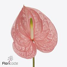 Срезанные цветы оптом Anthurium kuduro от 20шт из Голландии с доставкой по России