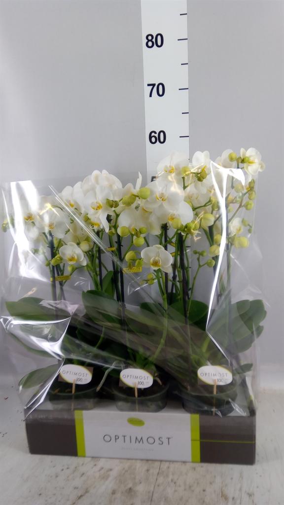 Горшечные цветы и растения оптом Phalaenopsis Multi. ...white A от 6шт из Голландии с доставкой по России