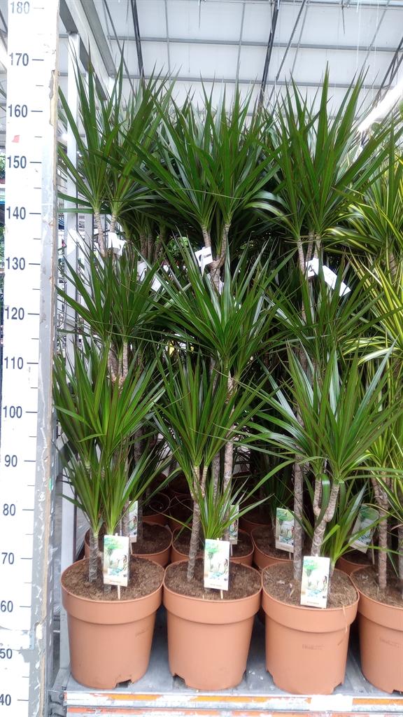 Горшечные цветы и растения оптом Dracaena Marg. от 1шт из Голландии с доставкой по России