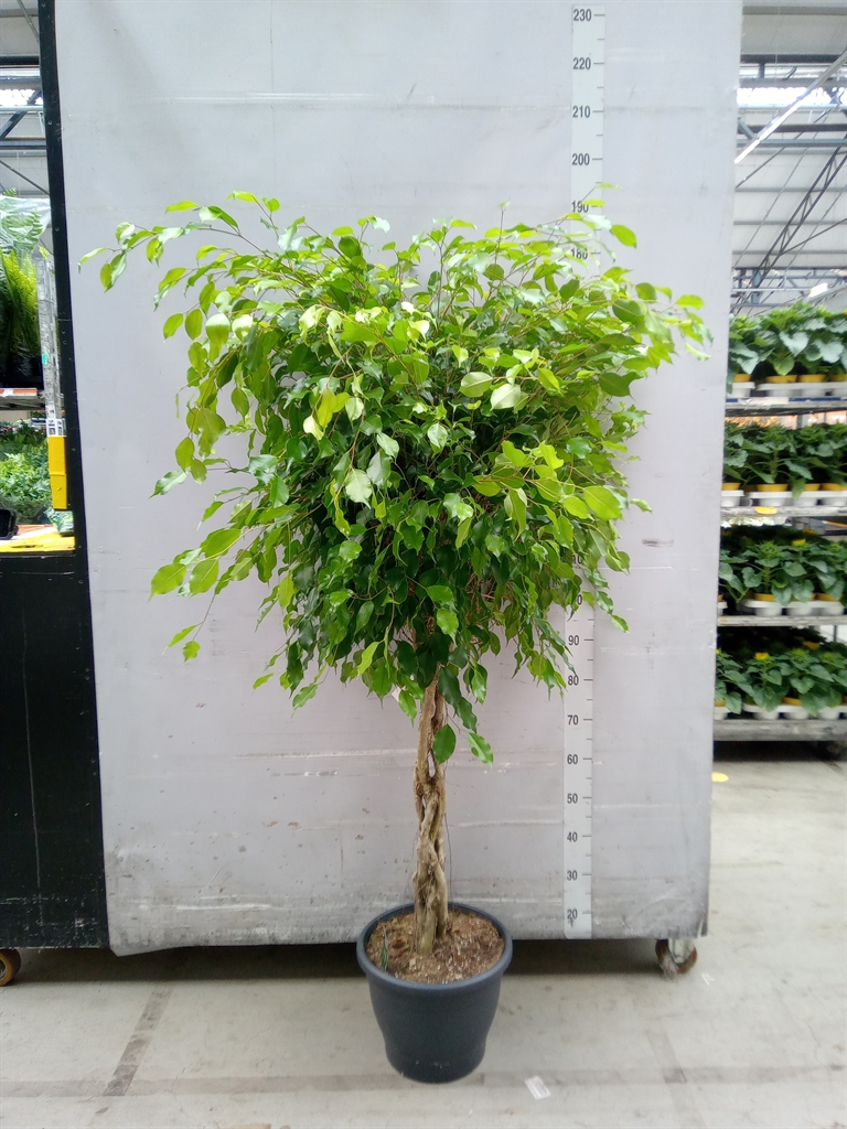 Горшечные цветы и растения оптом Ficus Be Exotica Twisted Stem от 1шт из Голландии с доставкой по России