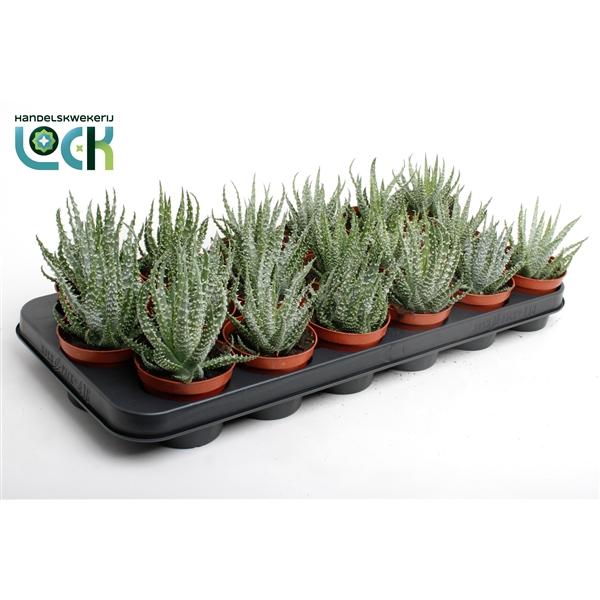 Горшечные цветы и растения оптом Aloe Humulis от 12шт (для телеги) из Голландии с доставкой по России