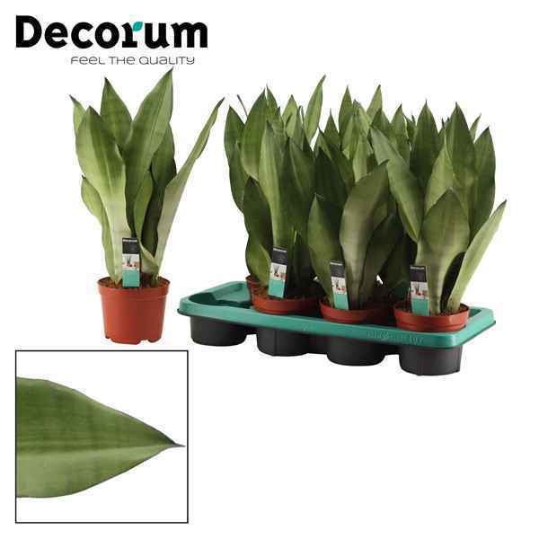 Горшечные цветы и растения оптом Sansevieria Moonshine (decorum) от 7шт из Голландии с доставкой по России