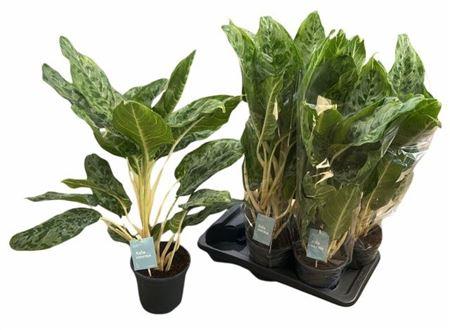 Горшечные цветы и растения оптом Aglao Peacock от 6шт из Голландии с доставкой по России