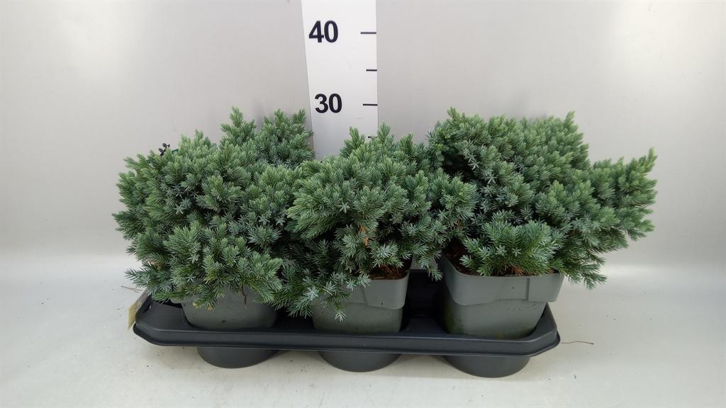 Горшечные цветы и растения оптом Juniperus Squamata blue Star от 3шт из Голландии с доставкой по России