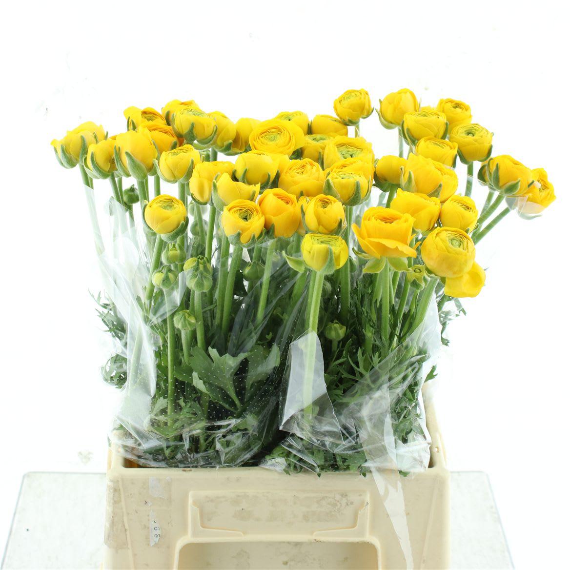 Срезанные цветы оптом Ranunculus aazur yellow от 50шт из Голландии с доставкой по России