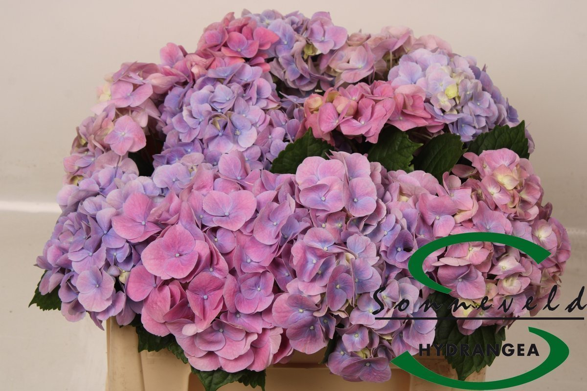 Срезанные цветы оптом Hydrangea marsepein blue от 10шт из Голландии с доставкой по России