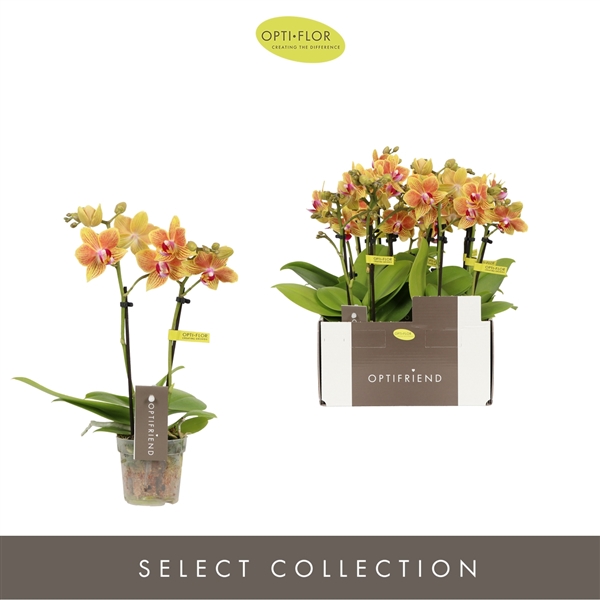 Горшечные цветы и растения оптом Phal 2st Mini Indy 10+ (opti) от 8шт (для телеги) из Голландии с доставкой по России