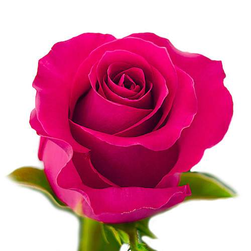 Розы оптом GOTCHA из Эквадора с доставкой по России