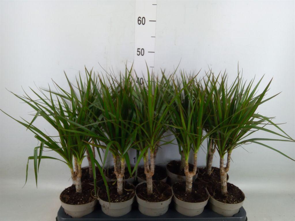 Горшечные цветы и растения оптом Dracaena Marg. от 10шт из Голландии с доставкой по России
