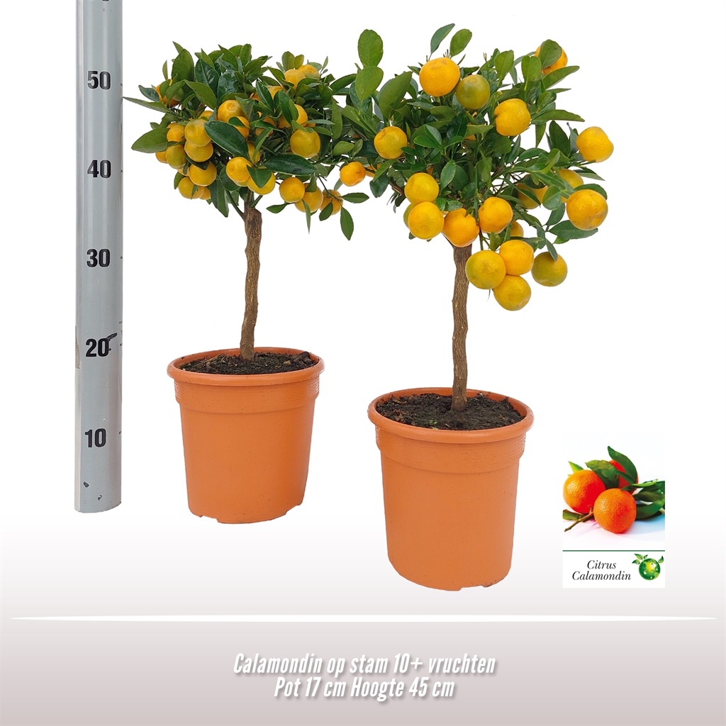 Горшечные цветы и растения оптом Citrus   ... от 3шт (для телеги) из Голландии с доставкой по России