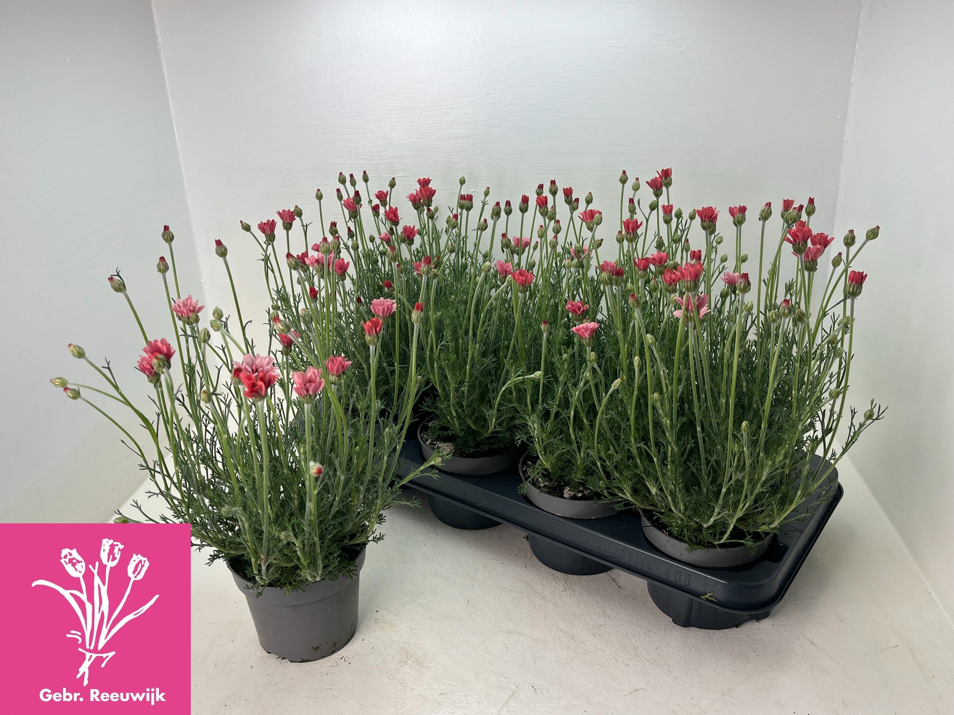 Горшечные цветы и растения оптом Rhodan H Zagora Pink от 8шт из Голландии с доставкой по России