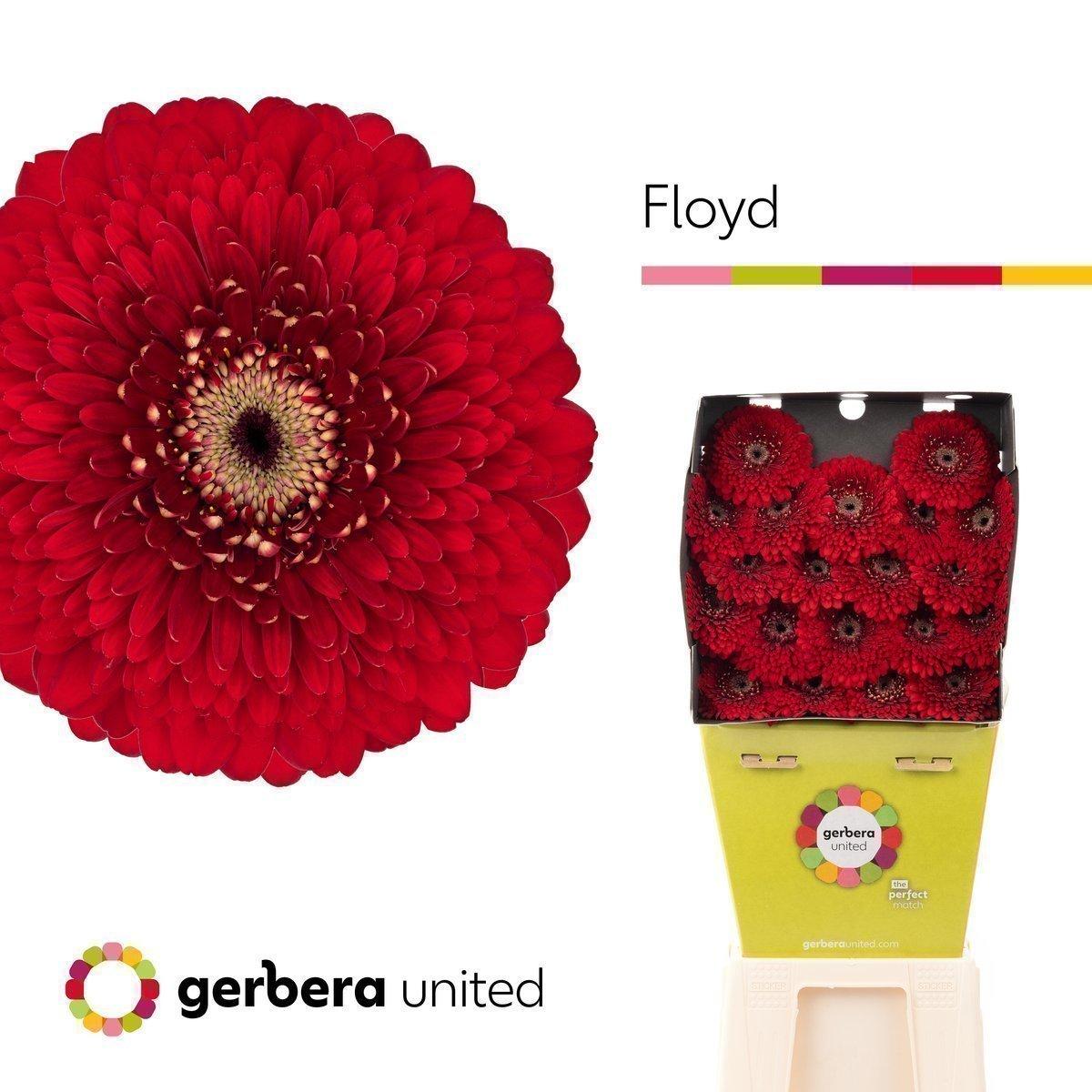 Срезанные цветы оптом Germini diamond pomponi floyd от 60шт. из Голландии с доставкой по России