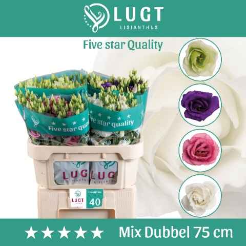 Срезанные цветы оптом Lisianthus do mix in bucket от 60шт. из Голландии с доставкой по России