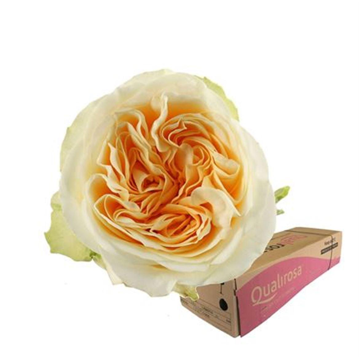 Срезанные цветы оптом Rosa large buttercup от 320шт из Голландии с доставкой по России