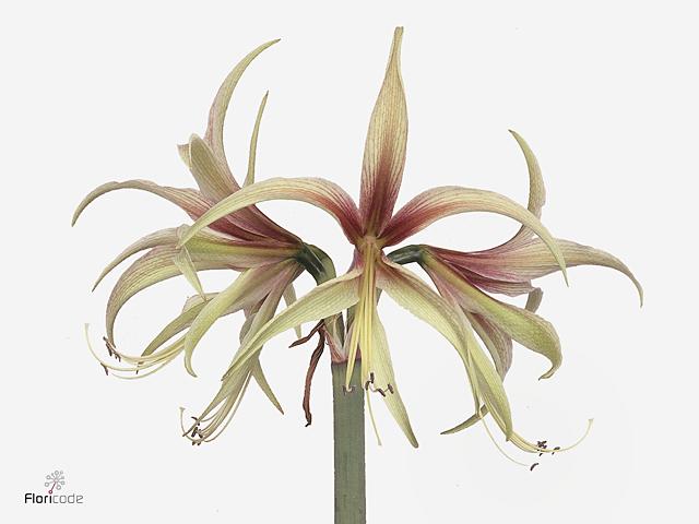 Срезанные цветы оптом Hippeastrum mini tarantula от 20шт из Голландии с доставкой по России