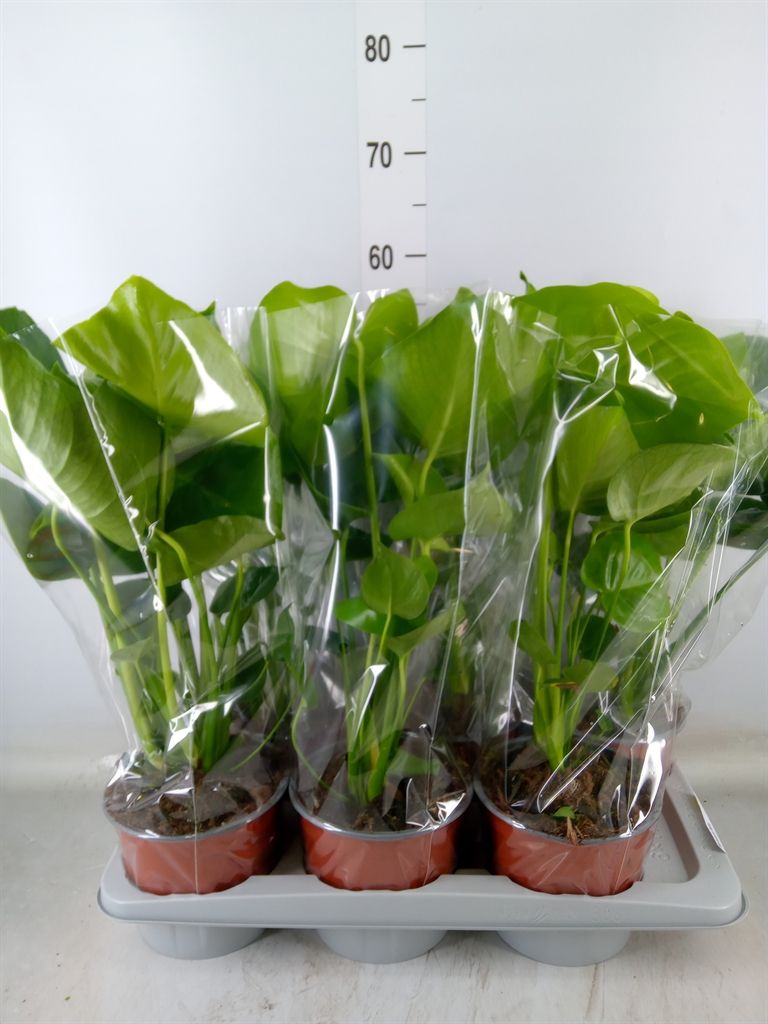 Горшечные цветы и растения оптом Monstera Delic. от 6шт из Голландии с доставкой по России