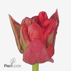 Срезанные цветы оптом Tulipa do double twist от 50шт из Голландии с доставкой по России