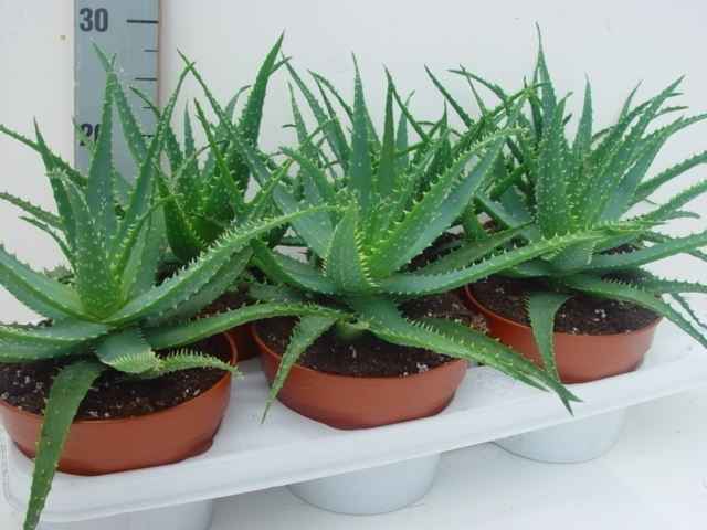 Горшечные цветы и растения оптом Aloe Arborescens от 4шт из Голландии с доставкой по России