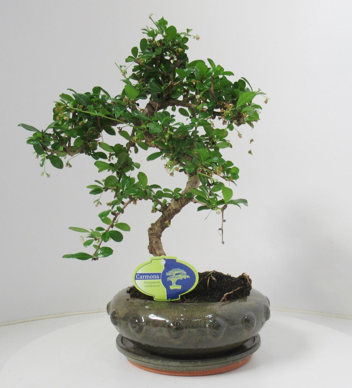 Горшечные цветы и растения оптом Carmona Macrophylla , Shape, With Driptray от 3шт из Голландии с доставкой по России
