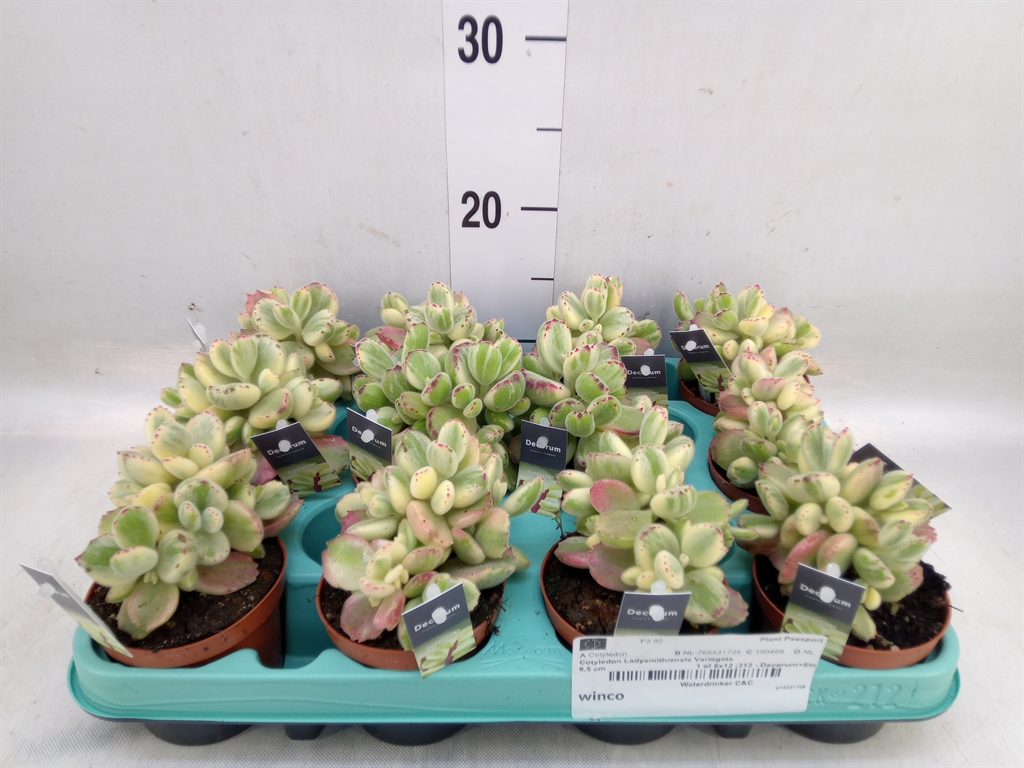 Горшечные цветы и растения оптом Cotyledon Tome. Ladys. от 12шт (для телеги) из Голландии с доставкой по России