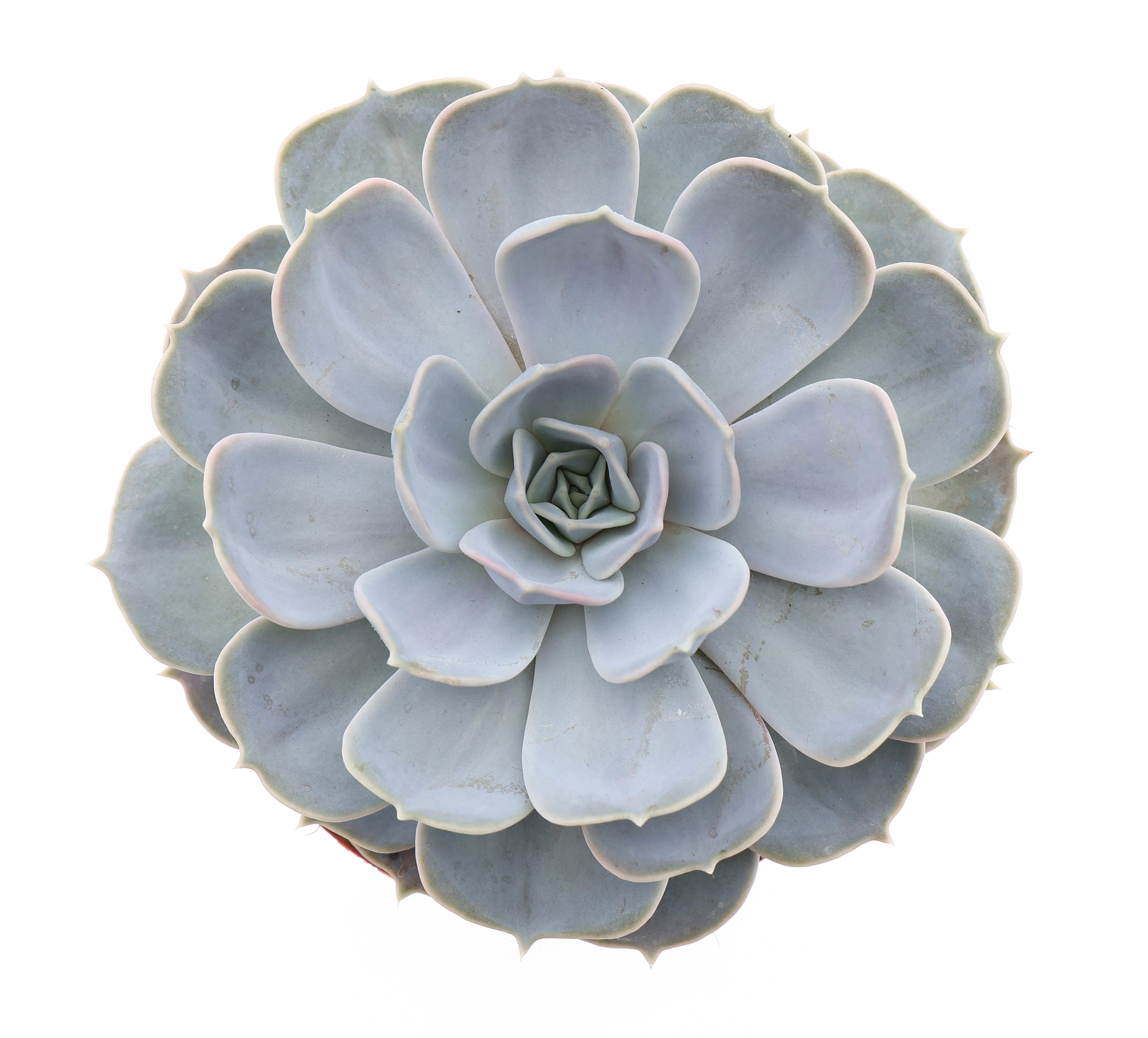 Горшечные цветы и растения оптом Echeveria Lilacina от 3шт из Голландии с доставкой по России