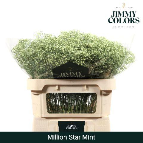 Срезанные цветы оптом Gyps fine paint mintgreen от 75шт из Голландии с доставкой по России