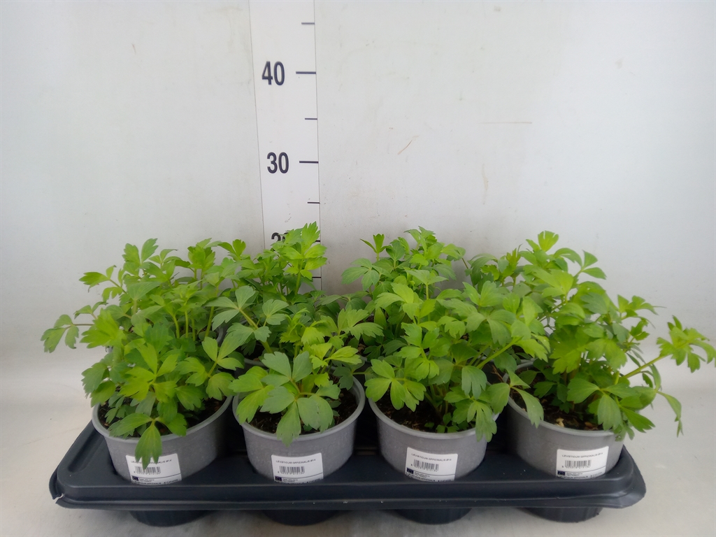 Горшечные цветы и растения оптом Levisticum Officinale от 8шт из Голландии с доставкой по России