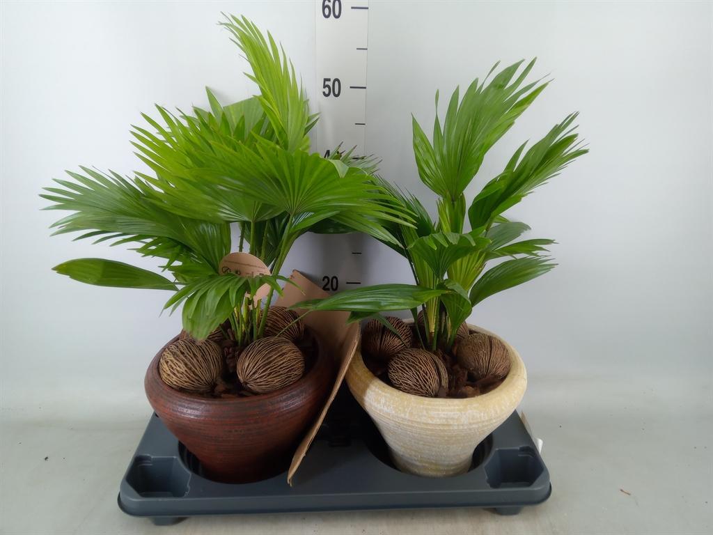 Горшечные цветы и растения оптом Livistona Rotundifolia от 2шт из Голландии с доставкой по России