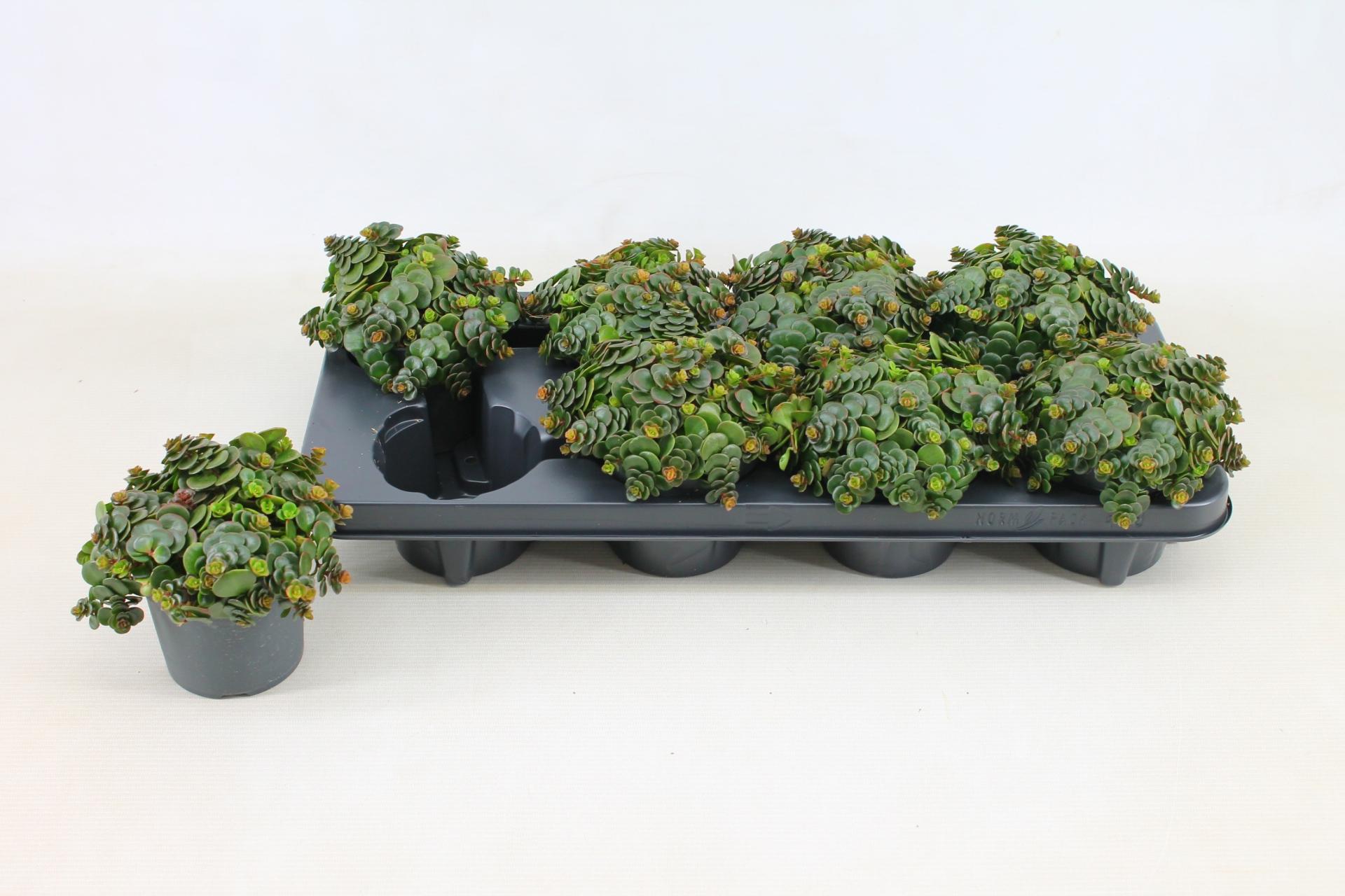 Горшечные цветы и растения оптом Sedum Ma Kosmosje от 8шт из Голландии с доставкой по России