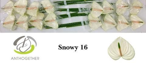 Срезанные цветы оптом Anthurium snowy от 16шт из Голландии с доставкой по России