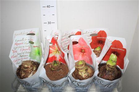 Горшечные цветы и растения оптом Hipp Gem 2 Branches от 8шт из Голландии с доставкой по России