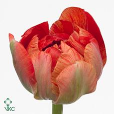 Срезанные цветы оптом Tulipa fre do gudoshnik от 40шт из Голландии с доставкой по России