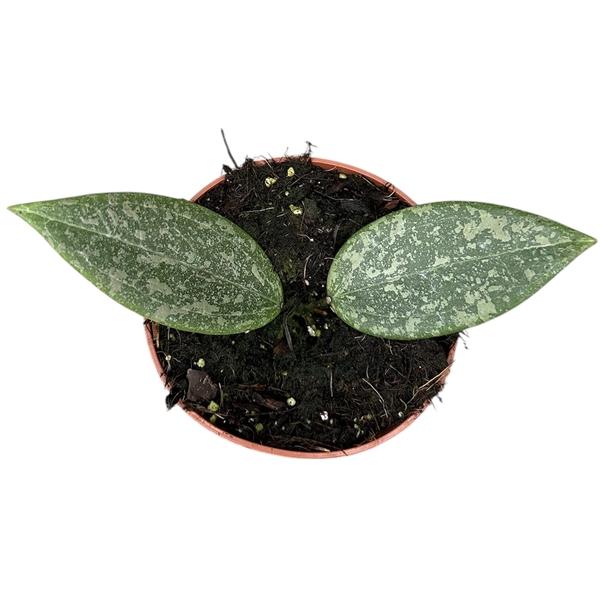 Горшечные цветы и растения оптом Hoya Wibergiae от 1шт из Голландии с доставкой по России