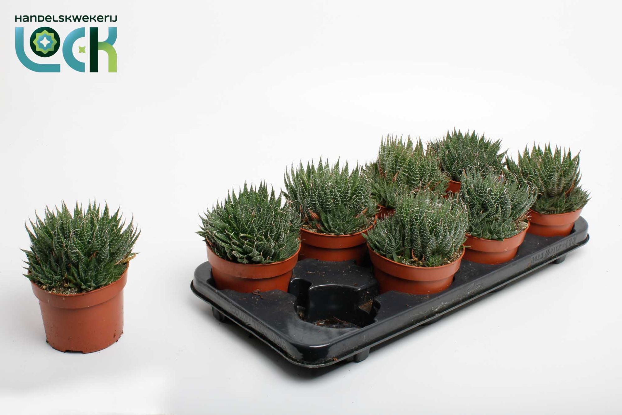 Горшечные цветы и растения оптом Aloe Aristata от 6шт из Голландии с доставкой по России