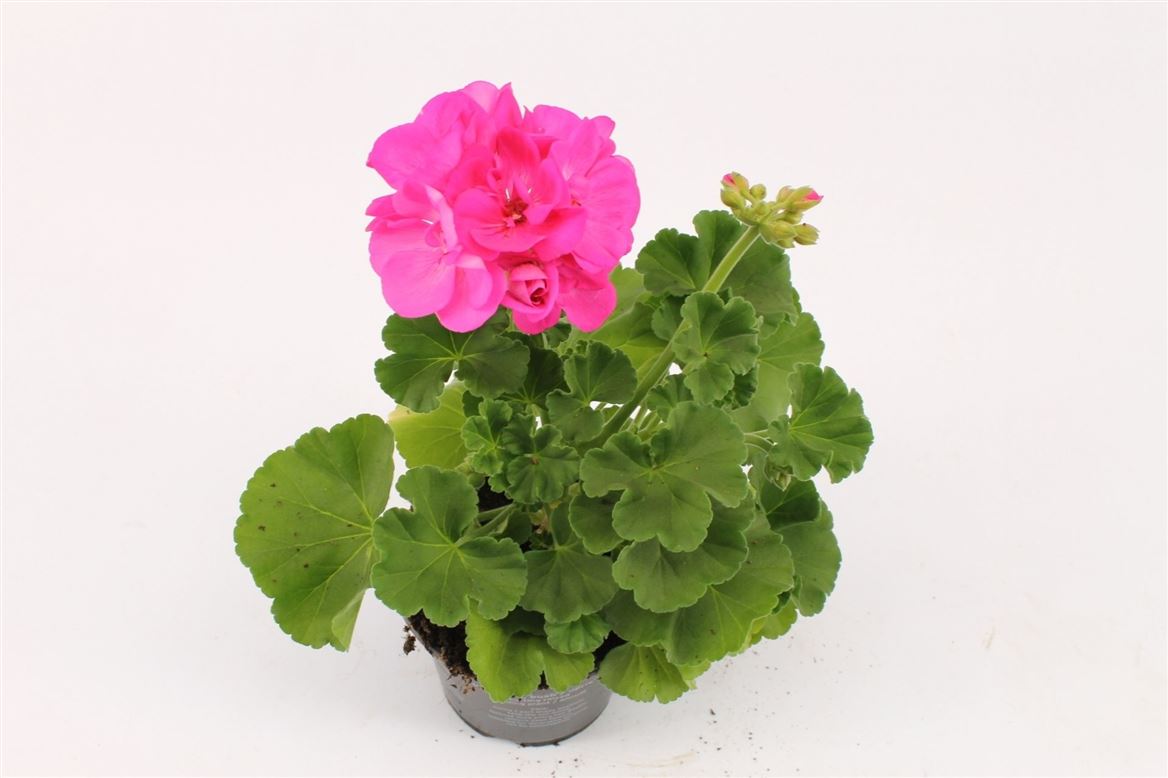 Горшечные цветы и растения оптом Pelargonium Zon Hurricane от 12шт из Голландии с доставкой по России