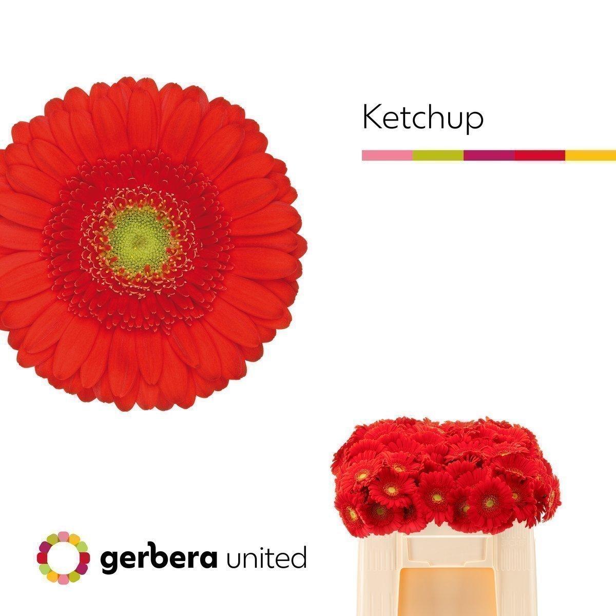 Срезанные цветы оптом Germini ketchup A от 60шт из Голландии с доставкой по России