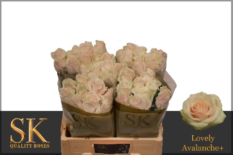 Срезанные цветы оптом Rosa large lovely avalanche+ от 60шт из Голландии с доставкой по России