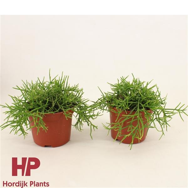 Горшечные цветы и растения оптом Rhipsalis Pulchra от 8шт из Голландии с доставкой по России