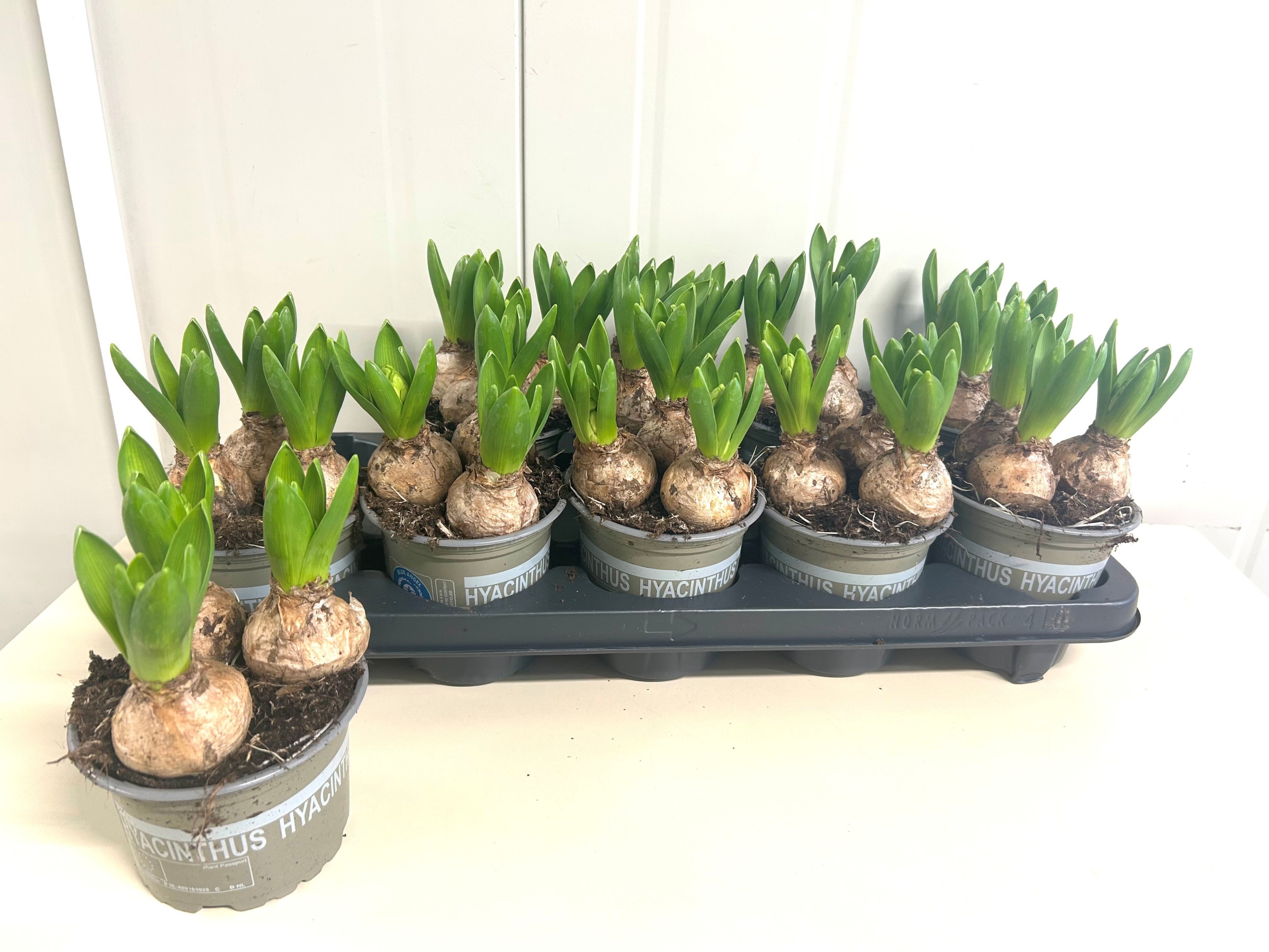 Горшечные цветы и растения оптом Hyacin White Pearl от 10шт из Голландии с доставкой по России