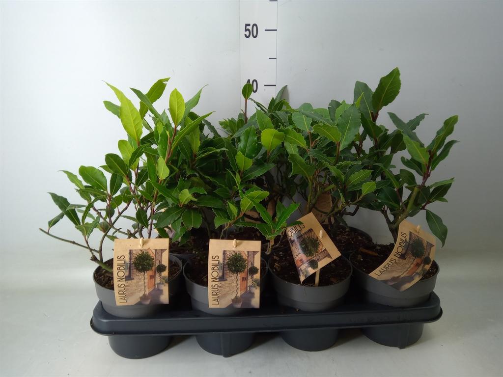 Горшечные цветы и растения оптом Laurus Nobilis от 7шт из Голландии с доставкой по России