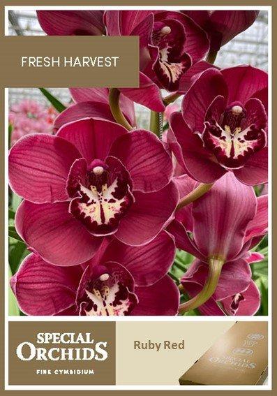 Срезанные цветы оптом Cymbidium ruby red от 4шт из Голландии с доставкой по России