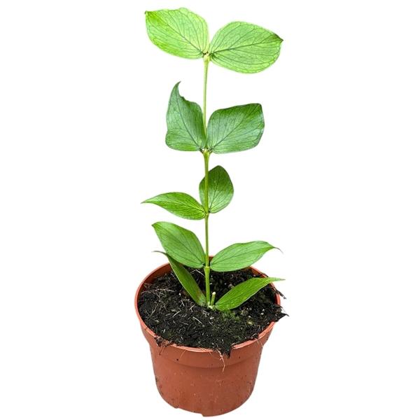 Горшечные цветы и растения оптом Hoya Callistophylla от 1шт из Голландии с доставкой по России